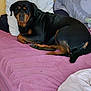 Soa participe au concours pour gagner de l'argent avec cette photo : dog, rottweiler, bed, pink_bedspread, pillow, indoor, pet, relaxed, fur, animal, canine, resting, black_and_tan, looking, comfort, home, cozy, laying_down, mammal, domestic_animal