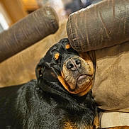Soa participe au concours pour gagner de l'argent avec cette photo : dog, rottweiler, sleeping, couch, indoor, pet, resting, closeup, black, tan, fur, leather, armrest, cozy, relaxed, animal, companion, home, comfort, napping