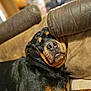 dog, rottweiler, sleeping, couch, indoor, pet, resting, closeup, black, tan, fur, leather, armrest, cozy, relaxed, animal, companion, home, comfort, napping