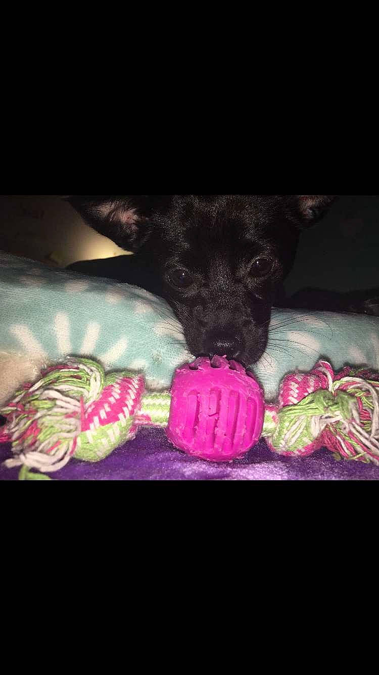 Bean joined the competition — help win amazing prizes! black_cat, carmine, carnivore, comfort, companion_dog, dog, dog_breed, fashion_accessory, fawn, felidae, linens, magenta, pink, small_to_medium_sized_cats, snout, sporting_group, tail, tints_and_shades, toy, whiskers