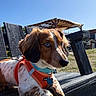 animal, bench, blue_eyes, blue_sky, brown_and_white, cute, dog, floppy_ears, harness, leash, lying_down, outdoor, park, pet, portrait, puppy, rustic, sitting, sunlight, wooden_furniture