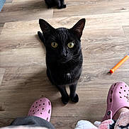 Apollo joined the competition — help win amazing prizes! black_cat, cat, pet, animal, floor, wood_floor, indoor, pink_crocs, footwear, furniture, fuzzy_blanket, domestic_cat, looking_up, sitting, whiskers, tail, yellow_eyes, curious, two_cats, home