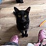 black_cat, cat, pet, animal, floor, wood_floor, indoor, pink_crocs, footwear, furniture, fuzzy_blanket, domestic_cat, looking_up, sitting, whiskers, tail, yellow_eyes, curious, two_cats, home