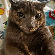 Luna is registered to the contest to win money with this photo: cat, close_up, gray_cat, curious_eyes, fluffy, pet, indoor, animal, whiskers, ears, feline, portrait, cute, looking_at_camera, background_pattern, domestic_cat, soft_fur, alert, mammal, companion