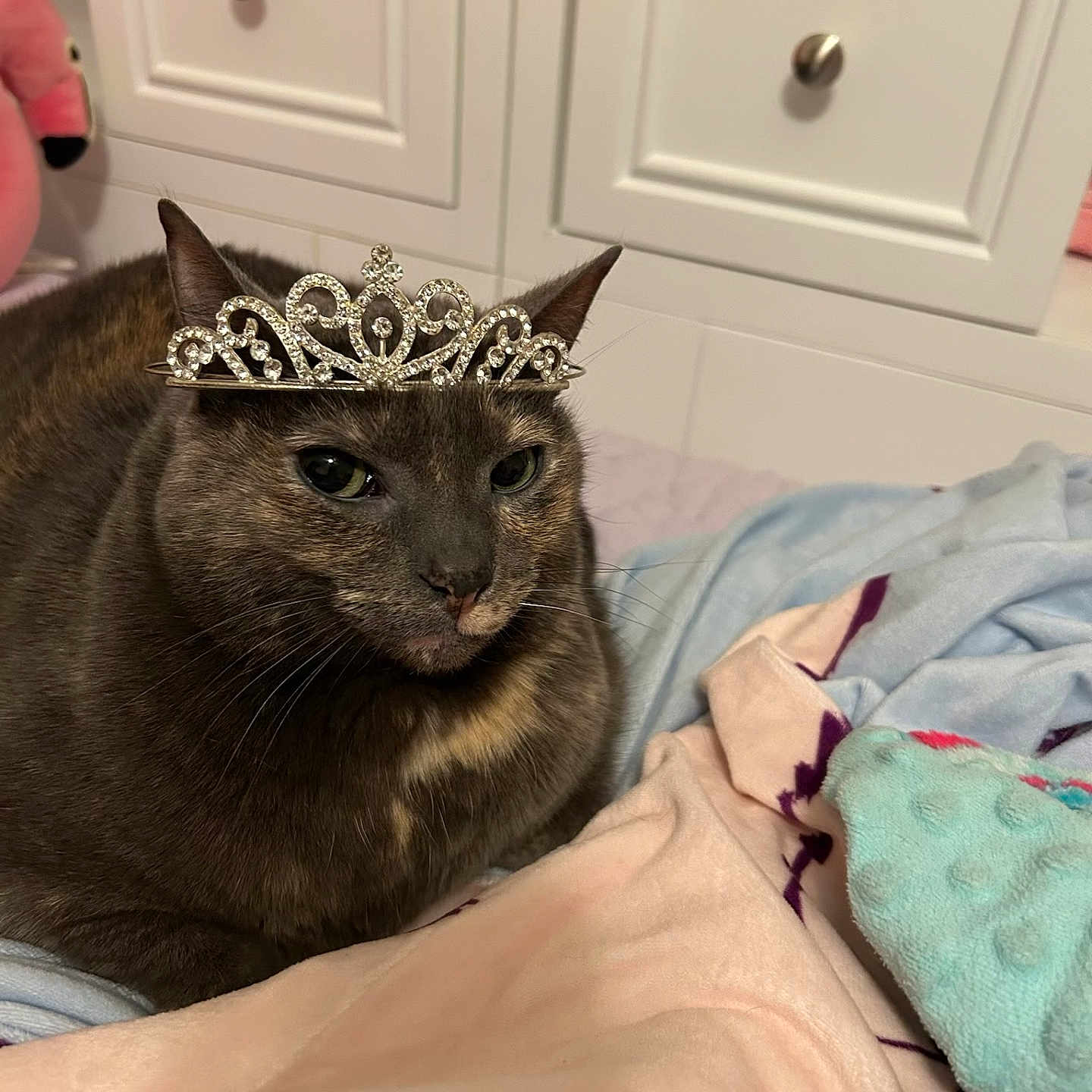 Luna joined the competition — help win amazing prizes! animal, bed, blanket, blue, cabinet, cat, comfort, cozy, cute, decor, domestic, feline, fur, furniture, indoor, pet, pink, resting, soft, tiara