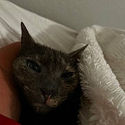 Luna joined the competition — help win amazing prizes! animal, blanket, cat, close_up, comfort, cozy, cute, domestic, face, feline, fur, hand, indoor, pet, relaxation, resting, sleepy, soft, warm, whiskers