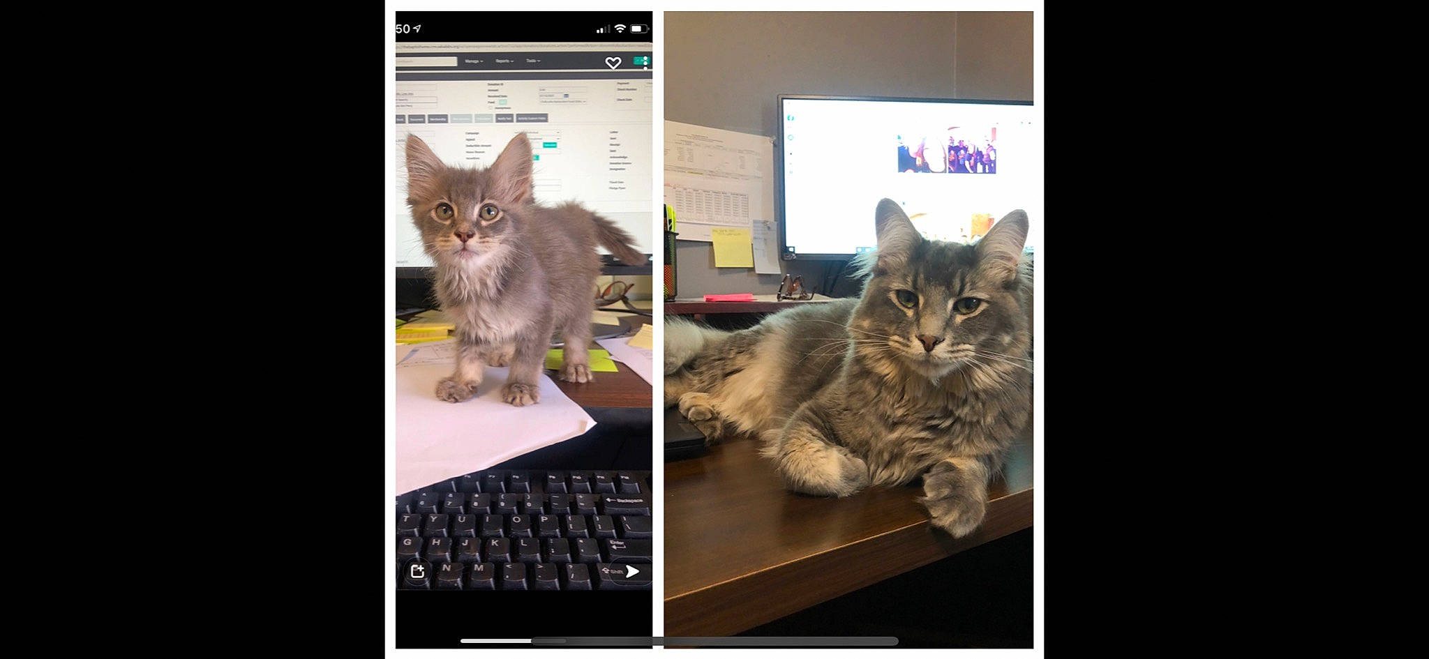 Sterling is registered to the contest to win money with this photo: carnivore, cat, computer, display_device, domestic_short_haired_cat, felidae, fur, laptop, mammal, multimedia, output_device, paw, personal_computer, photo_caption, screenshot, small_to_medium_sized_cats, technology, vertebrate, whiskers, wildlife