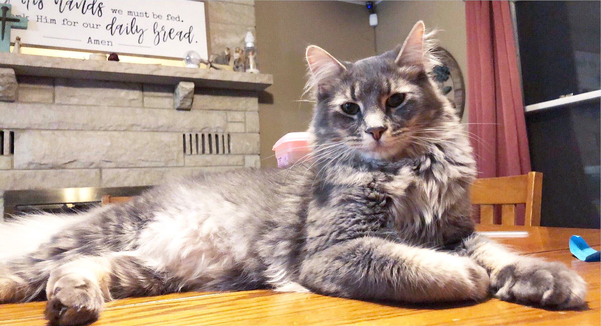 Sterling is registered to the contest to win money with this photo: carnivore, cat, claw, comfort, curtain, domestic_short_haired_cat, felidae, flooring, fur, grey, hardwood, mammal, paw, sitting, small_to_medium_sized_cats, snout, table, tail, vertebrate, whiskers