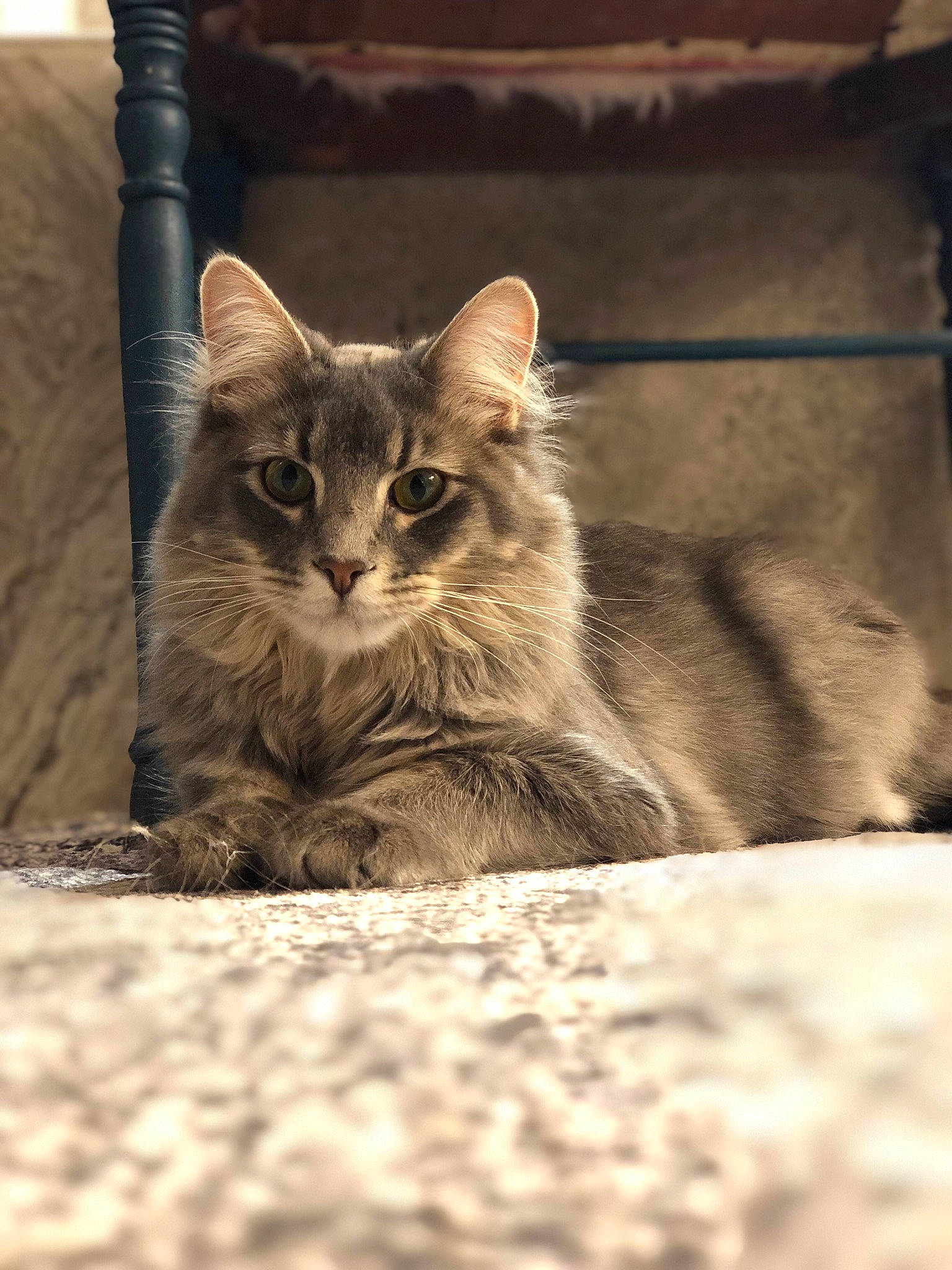 Sterling is registered to the contest to win money with this photo: carnivore, cat, claw, comfort, domestic_short_haired_cat, felidae, fur, grey, monochrome, monochrome_photography, paw, sitting, small_to_medium_sized_cats, snout, tail, terrestrial_animal, whiskers, wildlife, window, wood