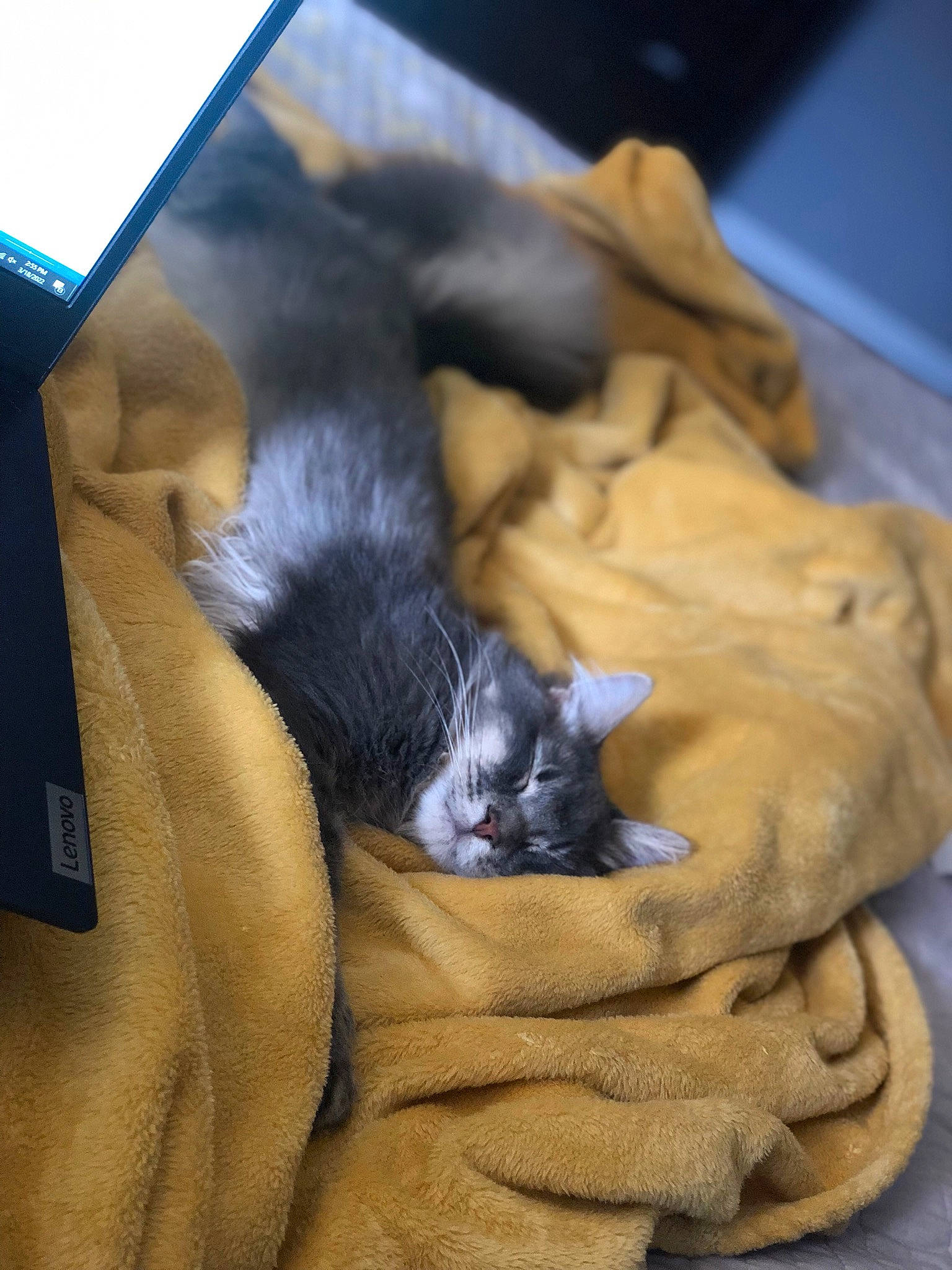 Sterling is registered to the contest to win money with this photo: black_cat, carnivore, cat, claw, comfort, companion_dog, dog_breed, domestic_short_haired_cat, felidae, fur, hardwood, linens, mammal, nap, paw, small_to_medium_sized_cats, tail, vertebrate, whiskers, wood