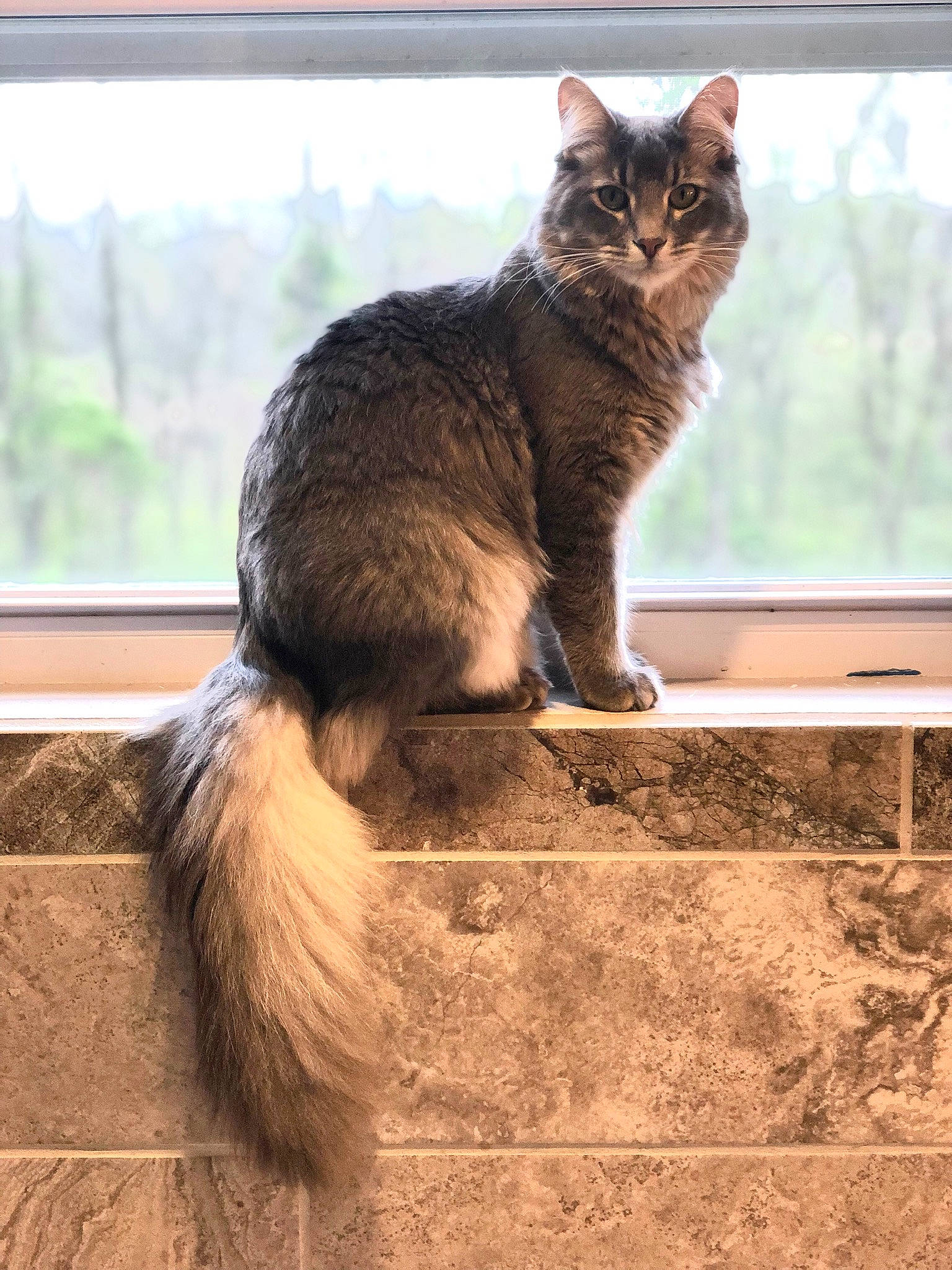 Sterling is registered to the contest to win money with this photo: carnivore, cat, claw, domestic_short_haired_cat, felidae, fur, grass, paw, plant, shadow, sitting, small_to_medium_sized_cats, soil, tail, terrestrial_animal, tree, whiskers, wildlife, window, wood