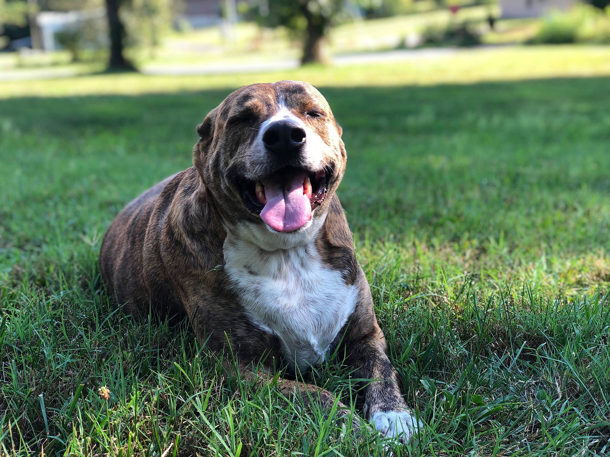 Calvin joined the competition — help win amazing prizes! canidae, carnivore, collar, companion_dog, dog, dog_breed, fawn, fur, grass, guard_dog, happy, liver, plant, snout, sporting_group, terrestrial_animal, tree, whiskers, working_dog, yawn