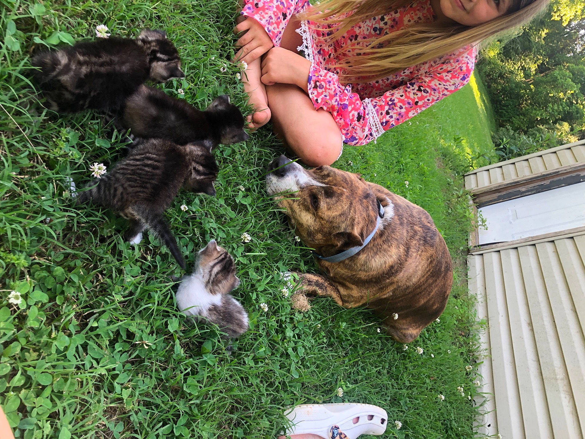 Calvin joined the competition — help win amazing prizes! carnivore, companion_dog, dog, dog_breed, fawn, felidae, grass, green, groundcover, human_leg, lawn, leisure, liver, mammal, plant, sporting_group, tail, terrestrial_animal, vertebrate, working_animal