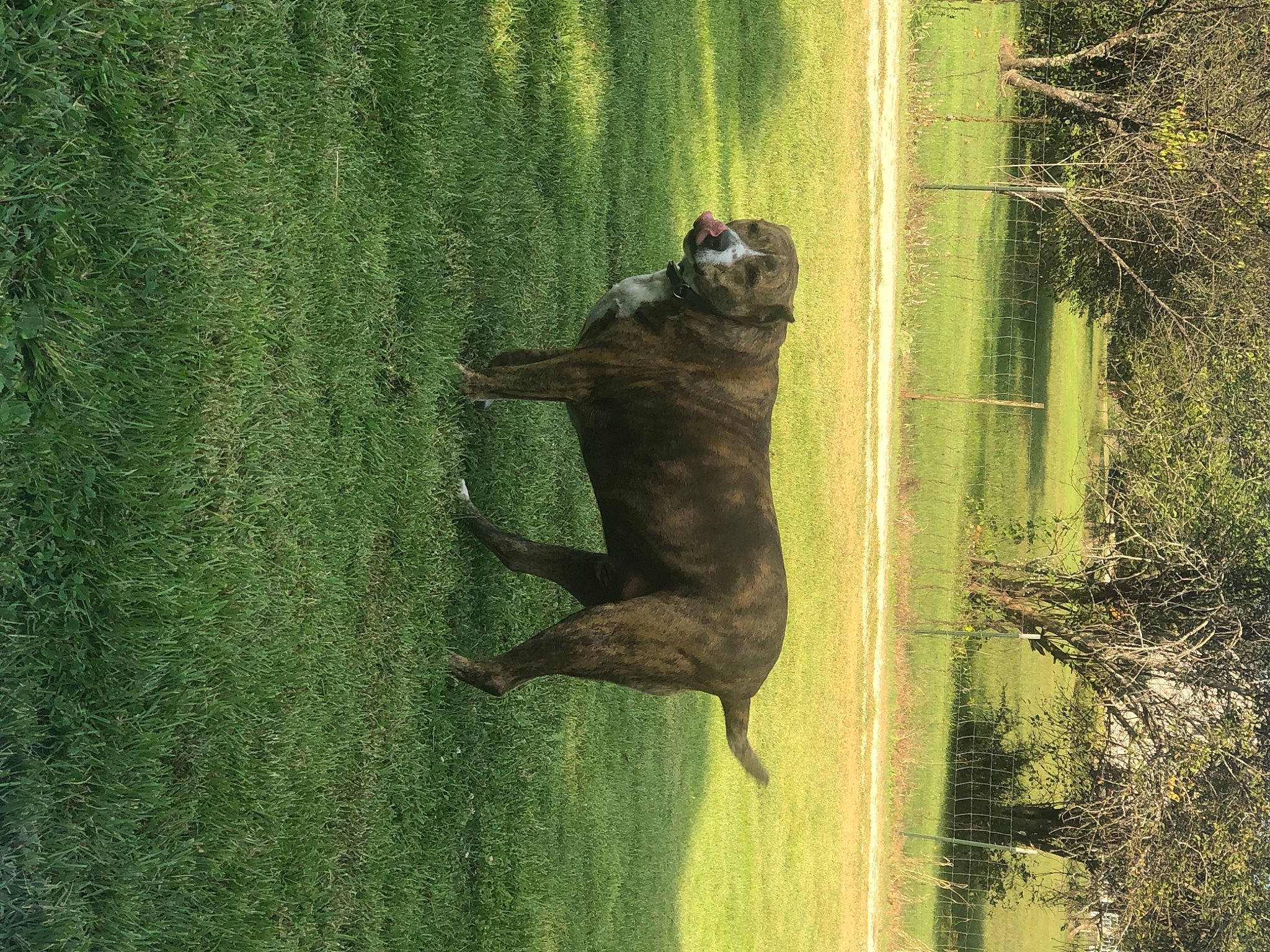Calvin is registered to the contest to win money with this photo: amphibian, beak, canidae, fawn, frog, grass, grass_family, landscape, lawn, marsupial, plant, snout, tail, terrestrial_animal, toad, tree, tree_frog, true_frog, trunk, wood