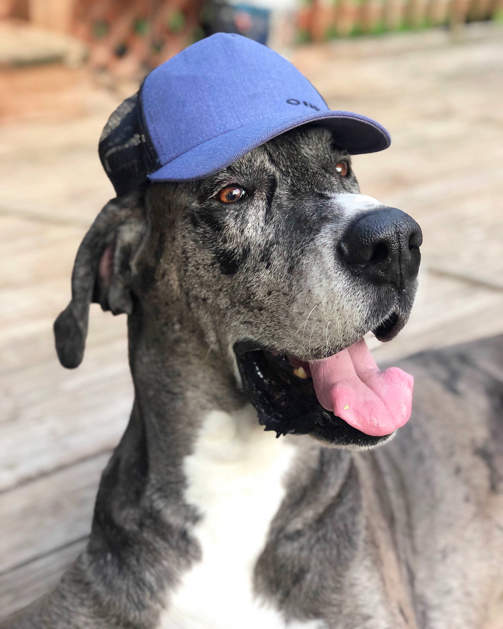 Remington is registered to the contest to win money with this photo: baseball_cap, cap, carnivore, collar, companion_dog, dog, dog_breed, dog_collar, dog_supply, fashion_accessory, fawn, fur, hat, leash, snout, sporting_group, terrestrial_animal, whiskers, working_animal, working_dog