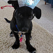 Mango is registered to the contest to win money with this photo: animal, black_dog, carpet, collar, crown, curious, cute, dog, floor, furniture, headwear, home, indoor, leash, mammal, paw, pet, sitting, small_dog, toy