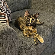 Mia joined the competition — help win amazing prizes! cat, tortoiseshell, couch, gray, furniture, pet, animal, indoor, relaxed, crossed_paws, decorative_pillow, cozy, texture, home, cute, mammal, whiskers, ears, looking, feline