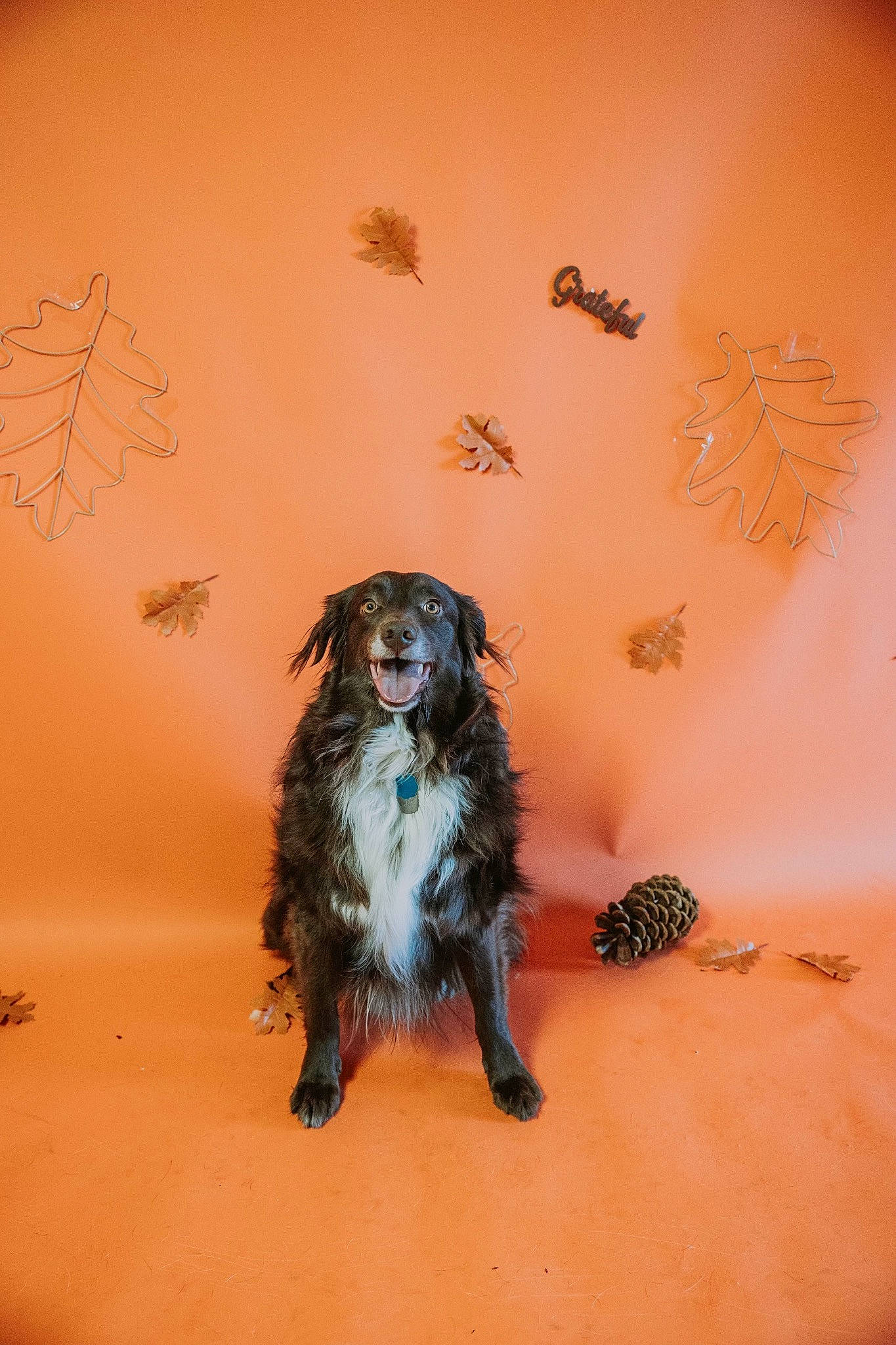 Dasher joined the competition — help win amazing prizes! art, canidae, carnivore, ceiling, companion_dog, dog, dog_breed, fur, landscape, shadow, sporting_group, wood, working_dog