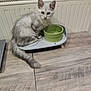 kitten, cat, pet, animal, indoor, feeding_station, green_bowl, wooden_floor, radiator, fur, tail, ears, curious, sitting, young, cute, domestic, feline, gray, white