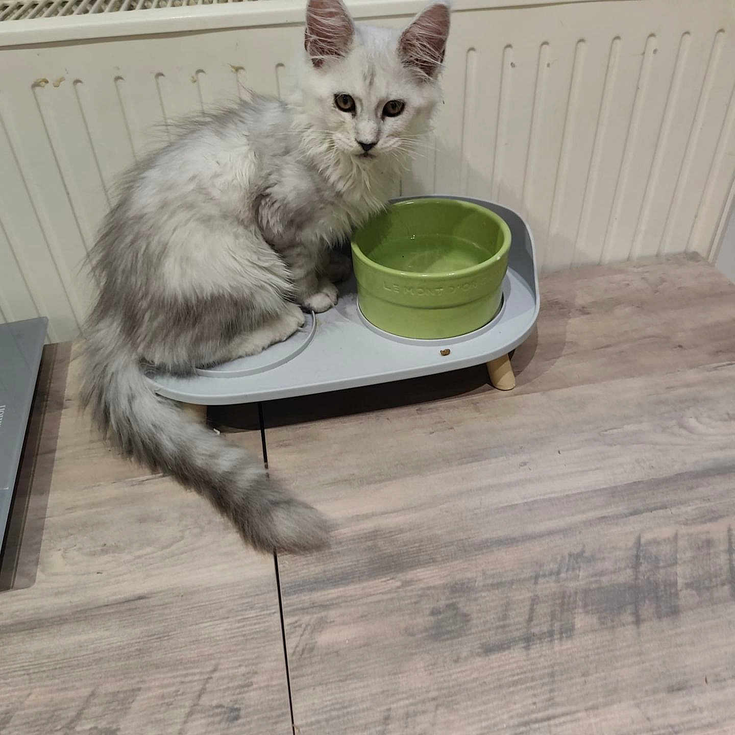 Arès participe au concours pour gagner de l'argent avec cette photo : animal, cat, curious, cute, domestic, ears, feeding_station, feline, fur, gray, green_bowl, indoor, kitten, pet, radiator, sitting, tail, white, wooden_floor, young