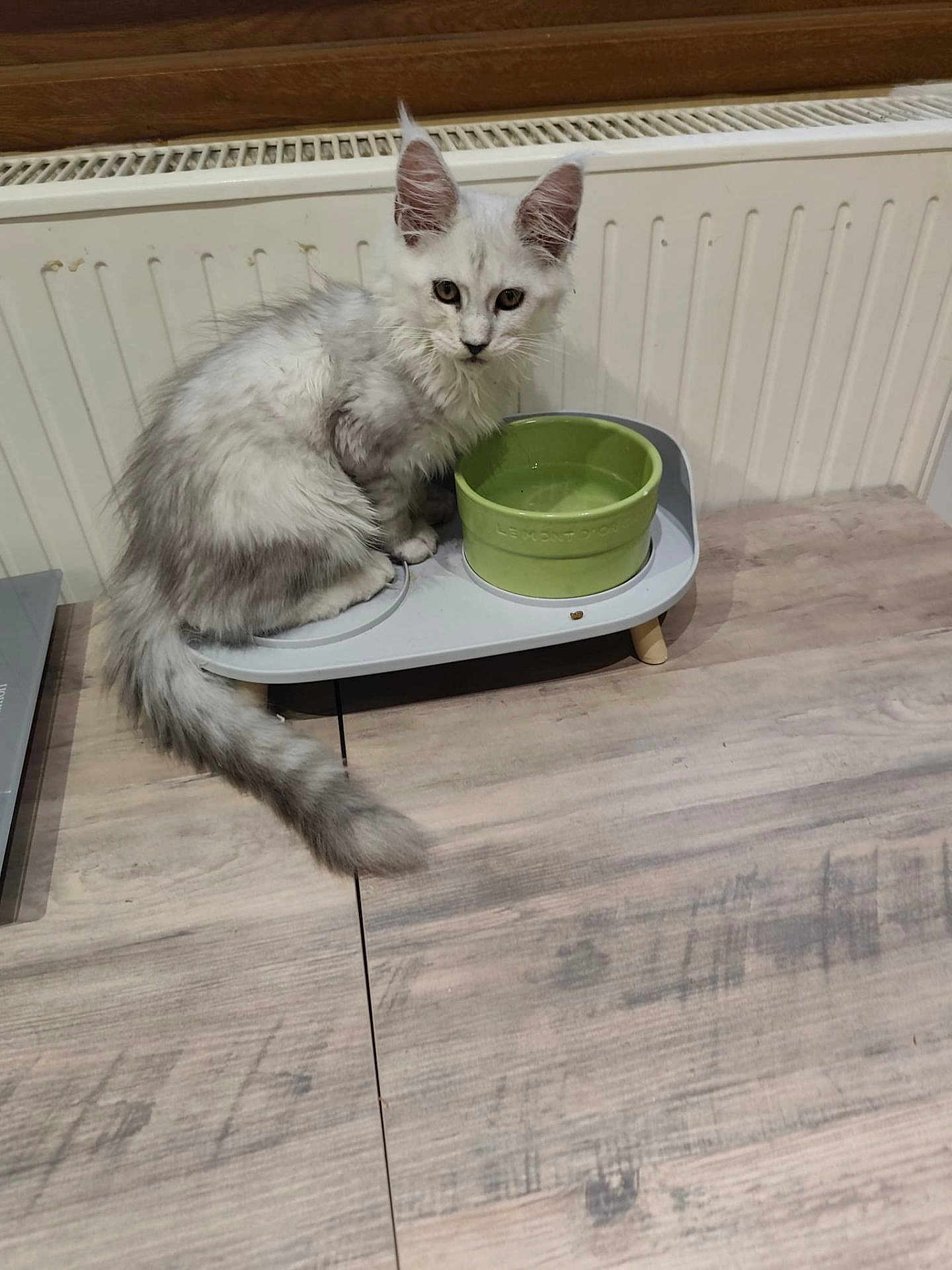 Arès participe au concours pour gagner de l'argent avec cette photo : kitten, cat, pet, animal, indoor, feeding_station, green_bowl, wooden_floor, radiator, fur, tail, ears, curious, sitting, young, cute, domestic, feline, gray, white