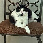Oreo joined the competition — help win amazing prizes! cat, black_and_white, chair, cushion, pet, indoor, feline, resting, relaxed, animal, domestic, fur, whiskers, ears, paw, metal, decorative, home, portrait, seated