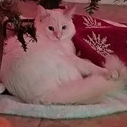 Casper joined the competition — help win amazing prizes! animal, blanket, cat, christmas, christmas_tree, cozy, cute, decor, festive, floor, fluffy, fur, holiday, indoor, pet, relaxing, resting, snowflake_pattern, tree_branch, white_cat