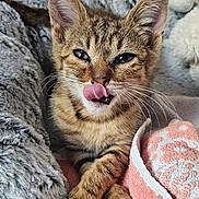 Simba a rejoint le concours — aidez-le/la à gagner de superbes lots ! kitten, tabby, cat, tongue_out, fluffy_bed, towel, plush_toy, dog_toy, indoor, cute, pet, animal, feline, resting, cozy, soft_texture, close_up, whiskers, ears, paw