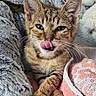 kitten, tabby, cat, tongue_out, fluffy_bed, towel, plush_toy, dog_toy, indoor, cute, pet, animal, feline, resting, cozy, soft_texture, close_up, whiskers, ears, paw