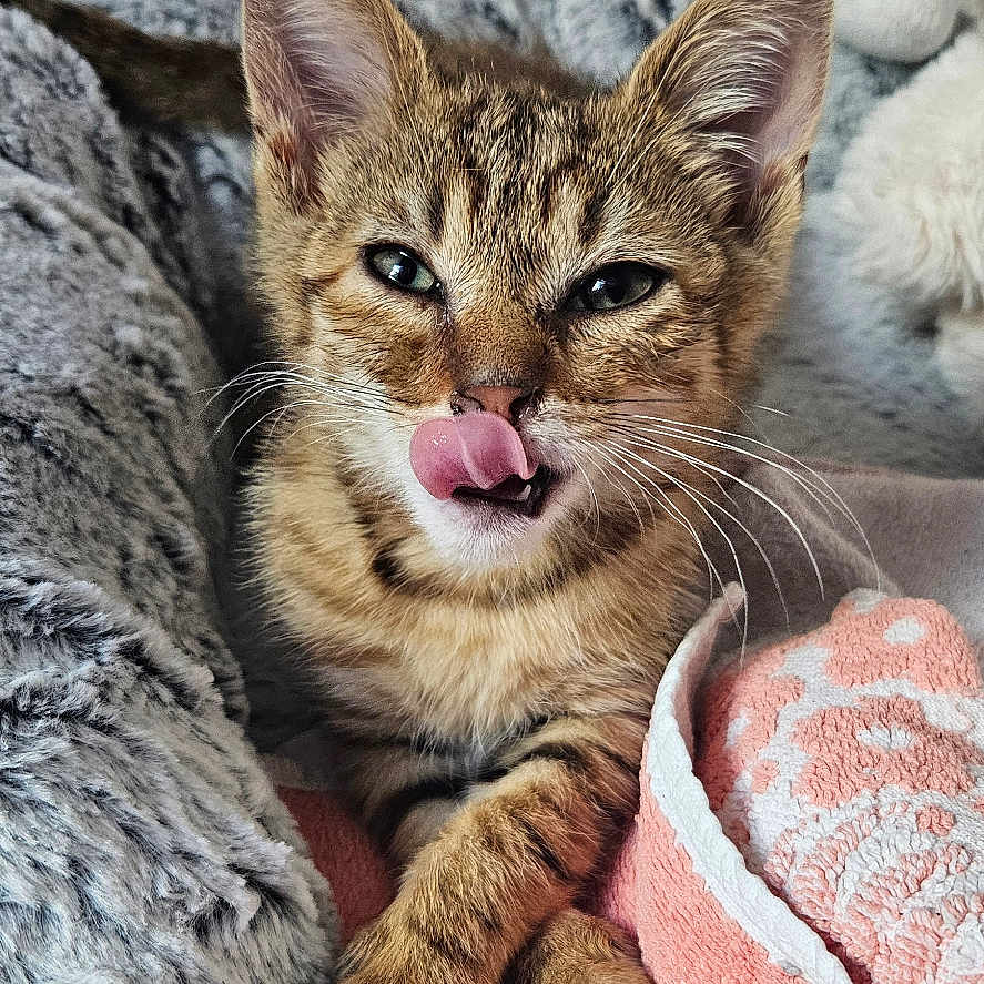 Simba
