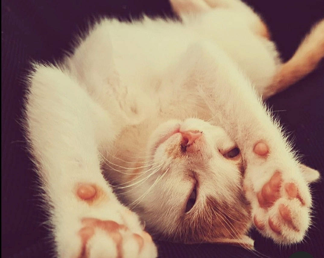 Boudha a rejoint le concours — aidez-le/la à gagner de superbes lots ! carnivore, cat, claw, close_up, comfort, domestic_short_haired_cat, ear, felidae, foot, fur, leg, macro_photography, nap, nose, paw, small_to_medium_sized_cats, snout, tail, terrestrial_animal, whiskers