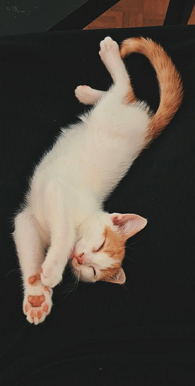 Boudha participe au concours pour gagner de l'argent avec cette photo : carnivore, cat, claw, comfort, darkness, domestic_short_haired_cat, ear, eye, fang, fawn, felidae, foot, fur, gesture, paw, plant, small_to_medium_sized_cats, snout, tail, whiskers