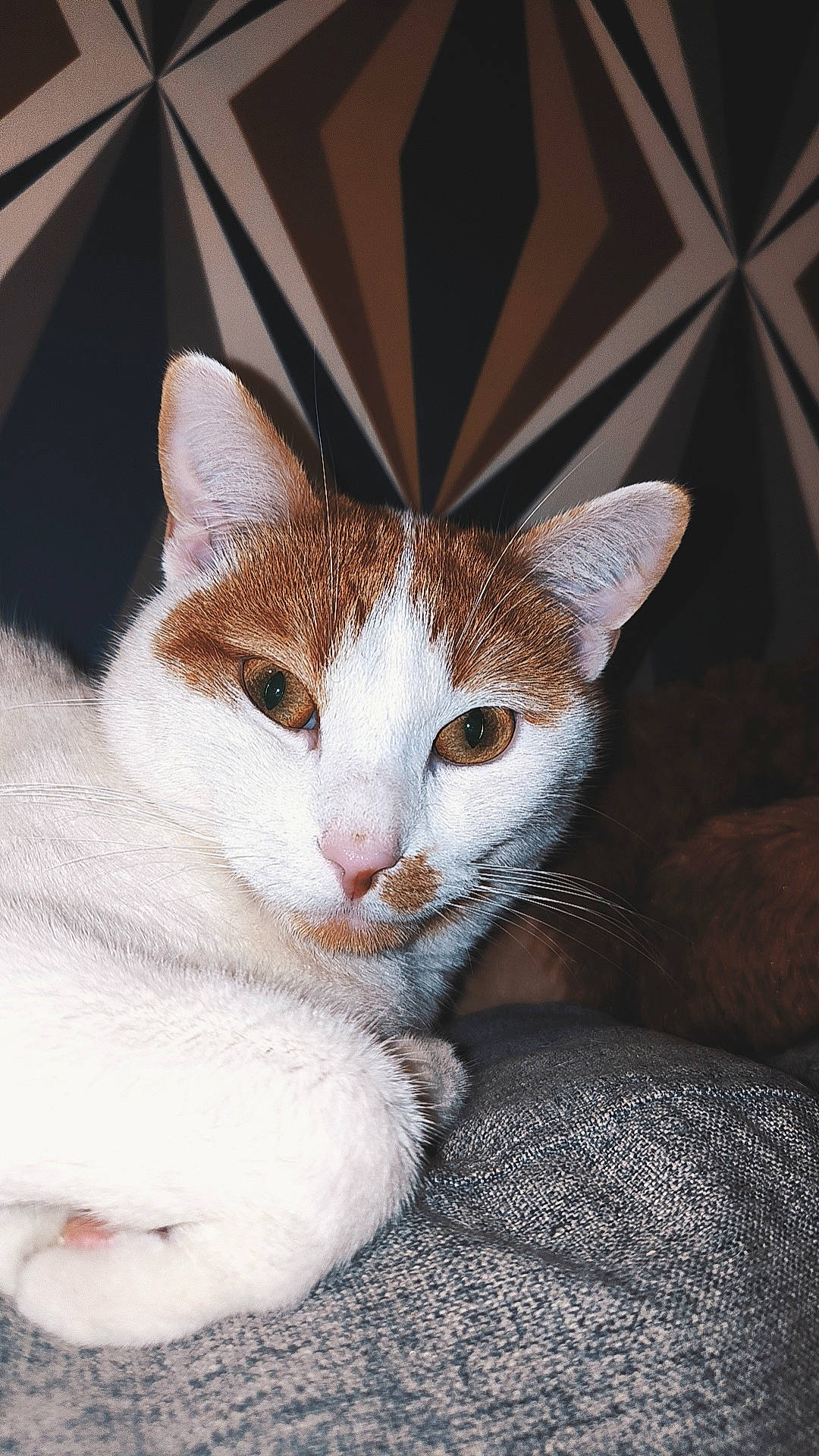 Boudha participe au concours pour gagner de l'argent avec cette photo : carnivore, cat, comfort, domestic_short_haired_cat, ear, eye, fawn, felidae, fur, human_body, paw, small_to_medium_sized_cats, snout, tail, whiskers, wood