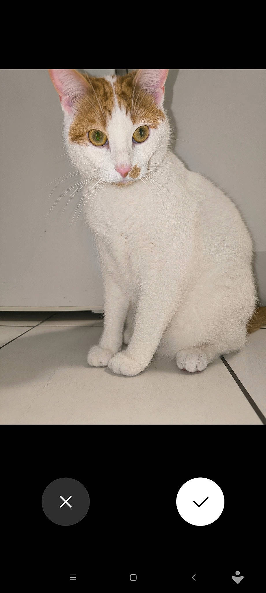 Boudha a rejoint le concours — aidez-le/la à gagner de superbes lots ! carnivore, cat, domestic_short_haired_cat, fawn, felidae, foot, fur, head, paw, sitting, small_to_medium_sized_cats, snout, tail, whiskers, white