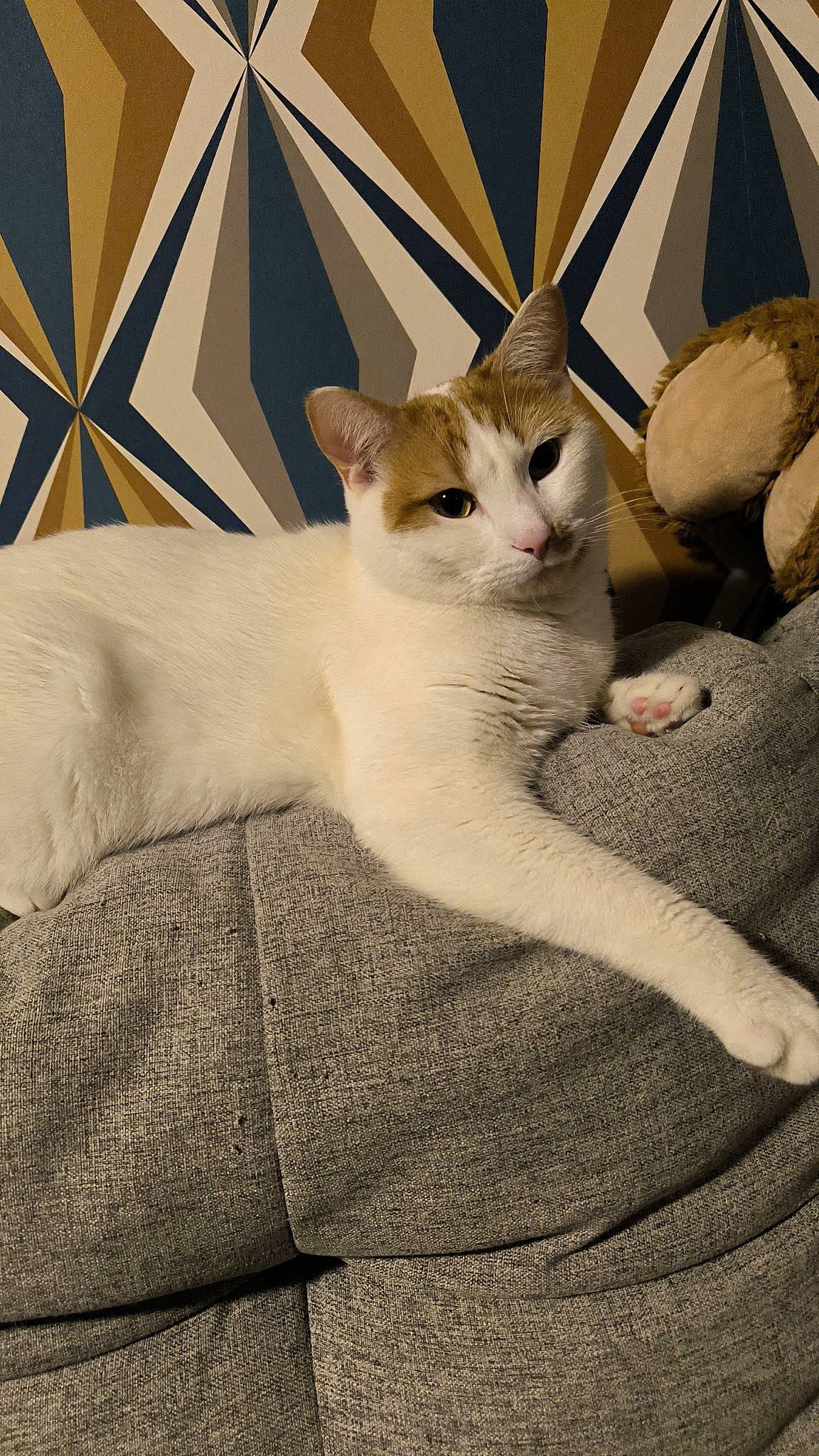 Boudha participe au concours pour gagner de l'argent avec cette photo : carnivore, cat, comfort, domestic_short_haired_cat, fawn, felidae, fur, paw, small_to_medium_sized_cats, snout, tail, terrestrial_animal, whiskers, wood