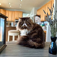 Ace is registered to the contest to win money with this photo: cat, persian_cat, fluffy, yellow_eyes, table, wooden_table, kitchen, wooden_cabinets, vase, dried_lavender, indoor, pet, animal, fur, whiskers, sitting, portrait, domestic, furniture, cozy