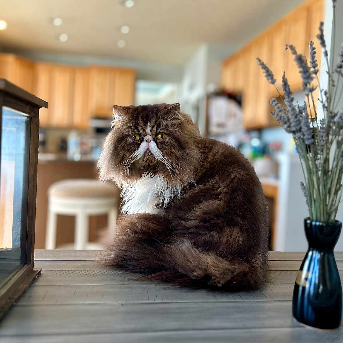 Ace is registered to the contest to win money with this photo: animal, cat, cozy, domestic, dried_lavender, fluffy, fur, furniture, indoor, kitchen, persian_cat, pet, portrait, sitting, table, vase, whiskers, wooden_cabinets, wooden_table, yellow_eyes