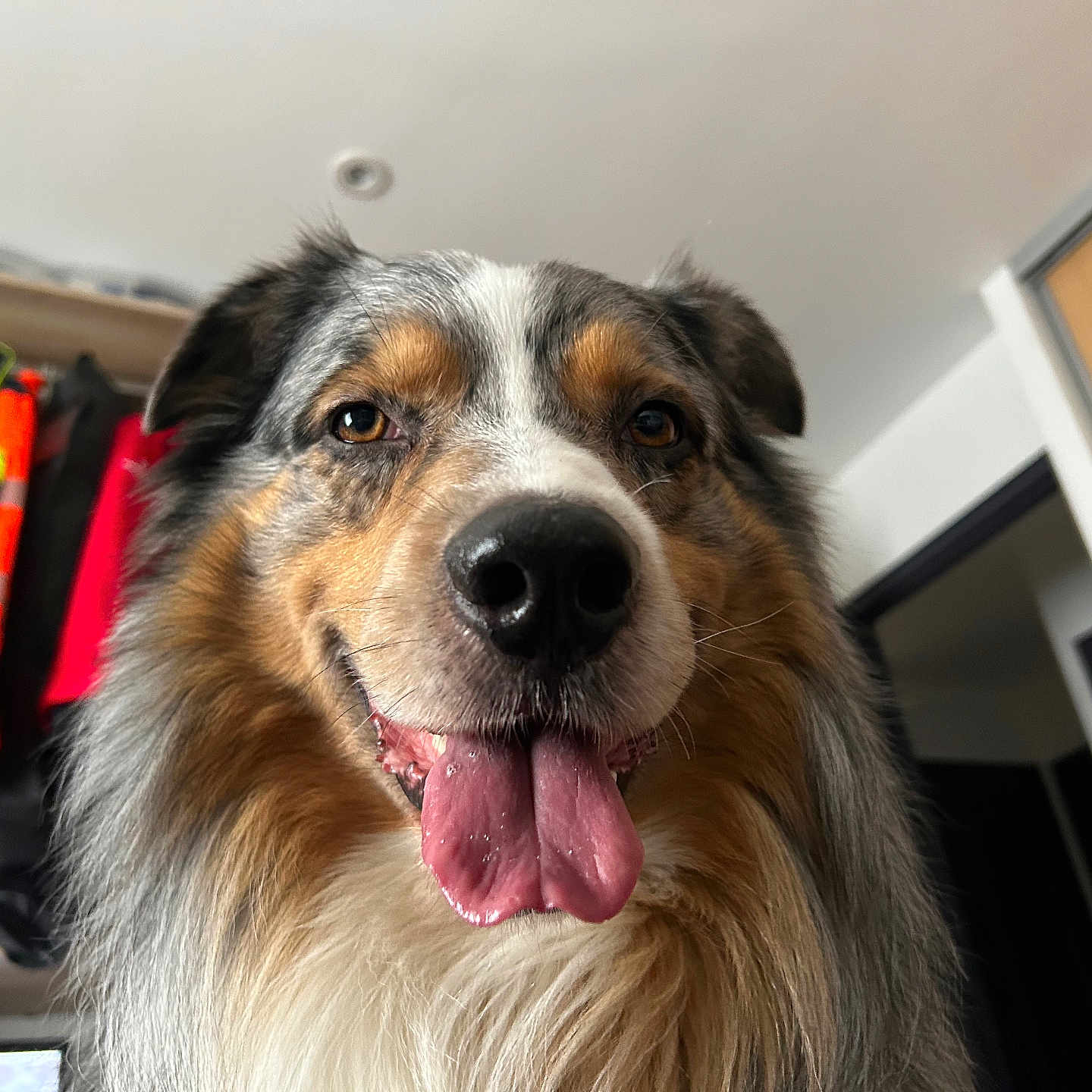 Osky a rejoint le concours — aidez-le/la à gagner de superbes lots ! accessories, animal, architecture, bodypart, building, canine, cockerspaniel, collie, dog, hound, indoors, mouth, outdoors, person, pet, puppy, shelf, shelter, terrier, tongue