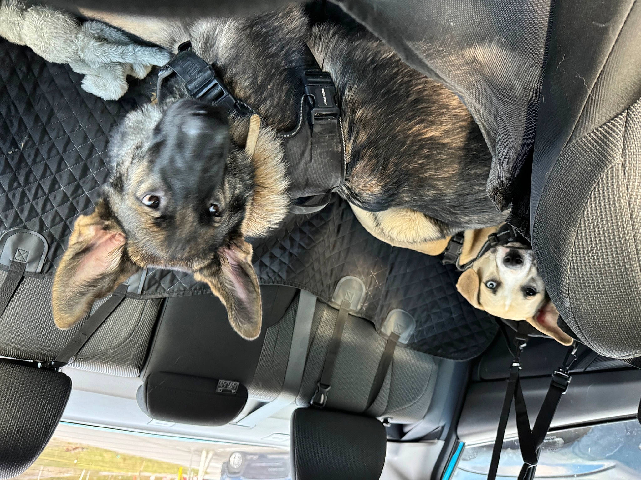 Ghost joined the competition — help win amazing prizes! auto_part, bag, canidae, car_seat, carnivore, comfort, companion_dog, couch, dog, dog_breed, fawn, felidae, fur, grey, small_to_medium_sized_cats, snout, sporting_group, vehicle_door, whiskers, working_animal