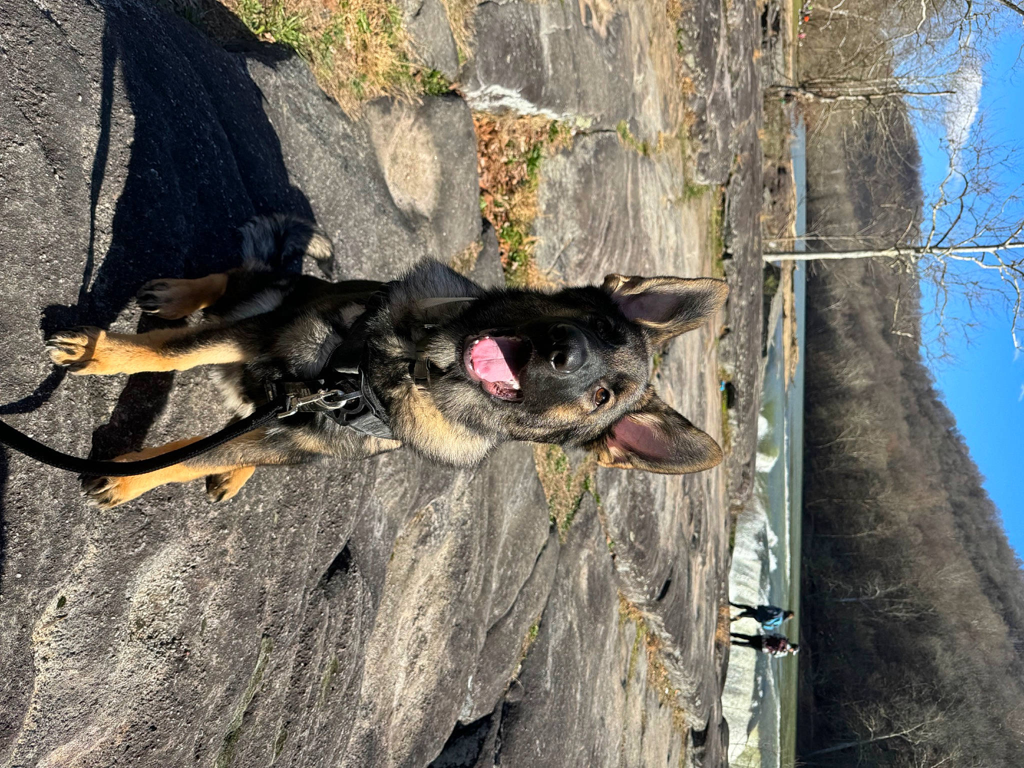 Ghost is registered to the contest to win money with this photo: adventure, asphalt, carnivore, dog, dog_breed, dog_hiking, guard_dog, leash, plant, recreation, rock, sky, sporting_group, tree, trunk, twig, wood, working_animal, working_dog