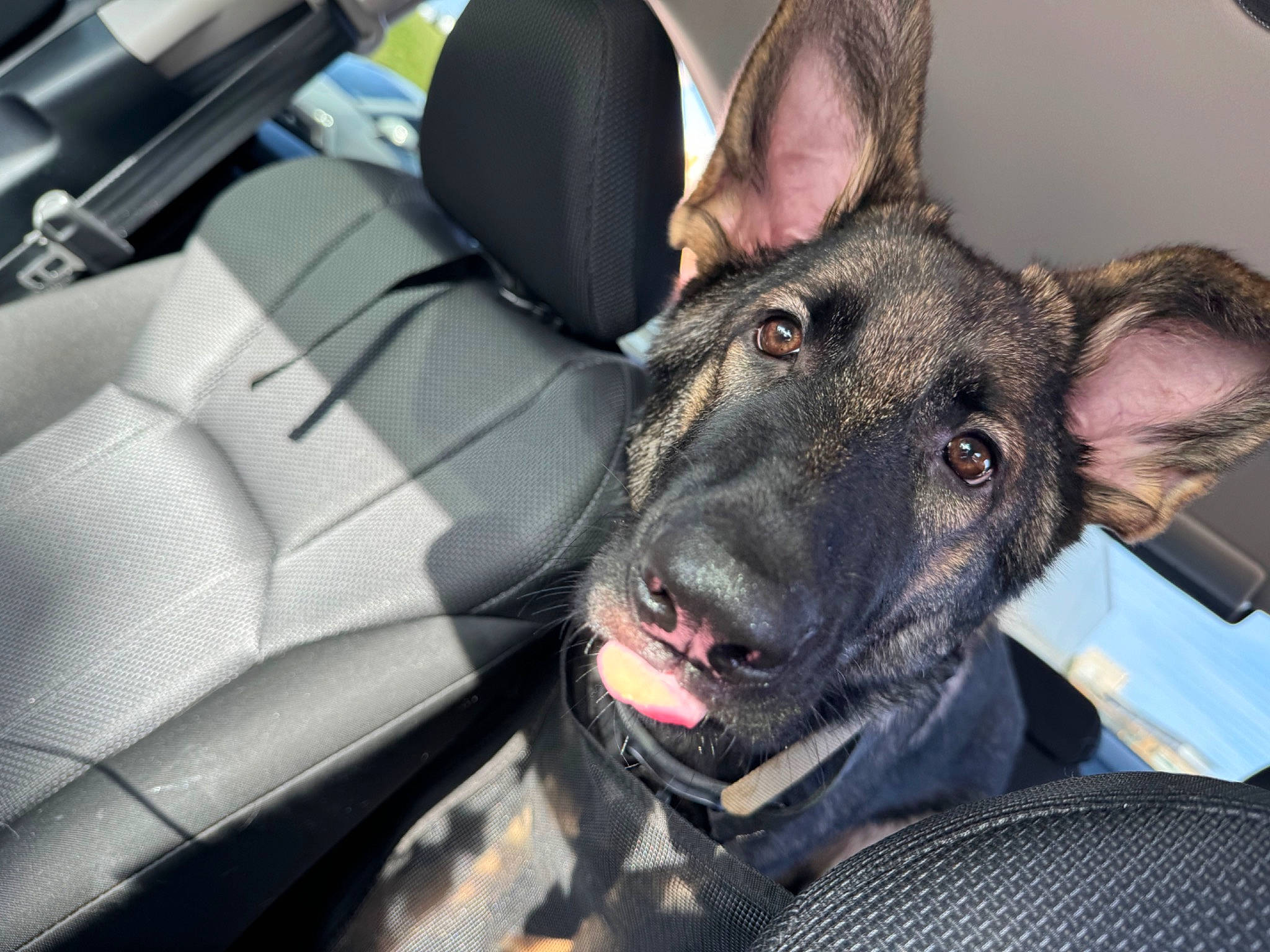 Ghost joined the competition — help win amazing prizes! auto_part, car, car_seat, car_seat_cover, carnivore, collar, companion_dog, dog, dog_breed, ear, fang, fur, jaw, luxury_vehicle, personal_luxury_car, snout, steering_wheel, vehicle, whiskers, working_animal