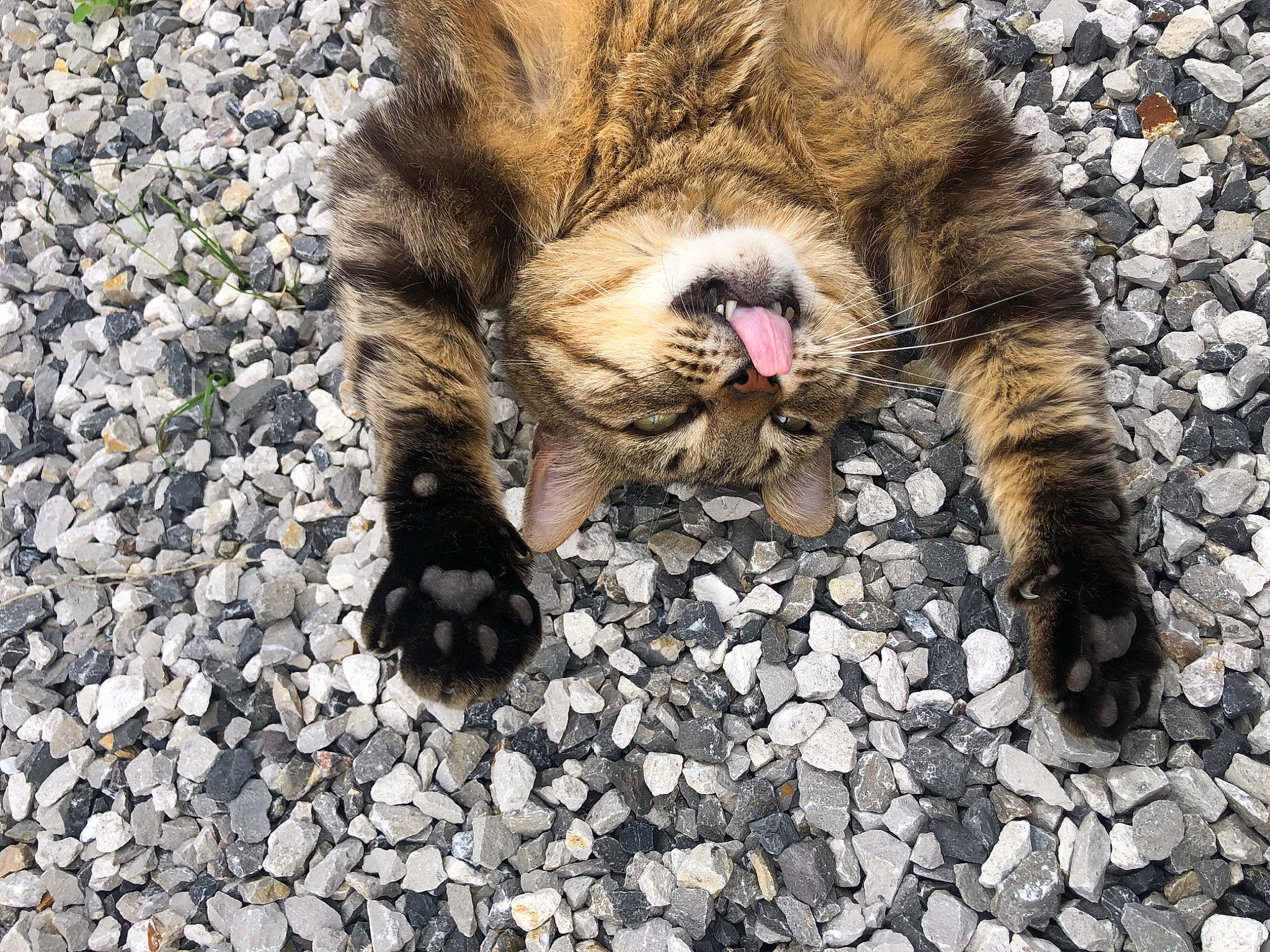 Bruno a rejoint le concours — aidez-le/la à gagner de superbes lots ! big_cats, carnivore, cat, claw, comfort, domestic_short_haired_cat, fawn, felidae, foot, fur, human_leg, nap, paw, pebble, small_to_medium_sized_cats, snout, soil, tail, terrestrial_animal, whiskers