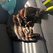 Misu joined the competition — help win amazing prizes! animal, black_cat, cat, comfort, couch, cozy, feline, fur, headphones, home, indoor, pet, plush_toy, relaxation, resting, shadow, sleeping, soft_toy, striped_light, sunlight