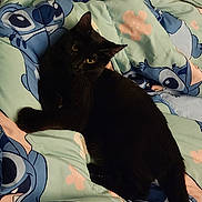Delilah is registered to the contest to win money with this photo: animal, bed, black_cat, blanket, cartoon, cat, character, comfort, cozy, cute, disney, domestic, feline, indoor, pattern, pet, resting, sleepy, soft, stitch