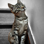 Django participe au concours pour gagner de l'argent avec cette photo : kitten, cat, tabby, stairs, wooden_stairs, pet, animal, fur, whiskers, curious, young, indoor, looking_up, sitting, closeup, cute, feline, domestic_cat, portrait, gray