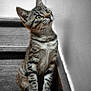 kitten, cat, tabby, stairs, wooden_stairs, pet, animal, fur, whiskers, curious, young, indoor, looking_up, sitting, closeup, cute, feline, domestic_cat, portrait, gray