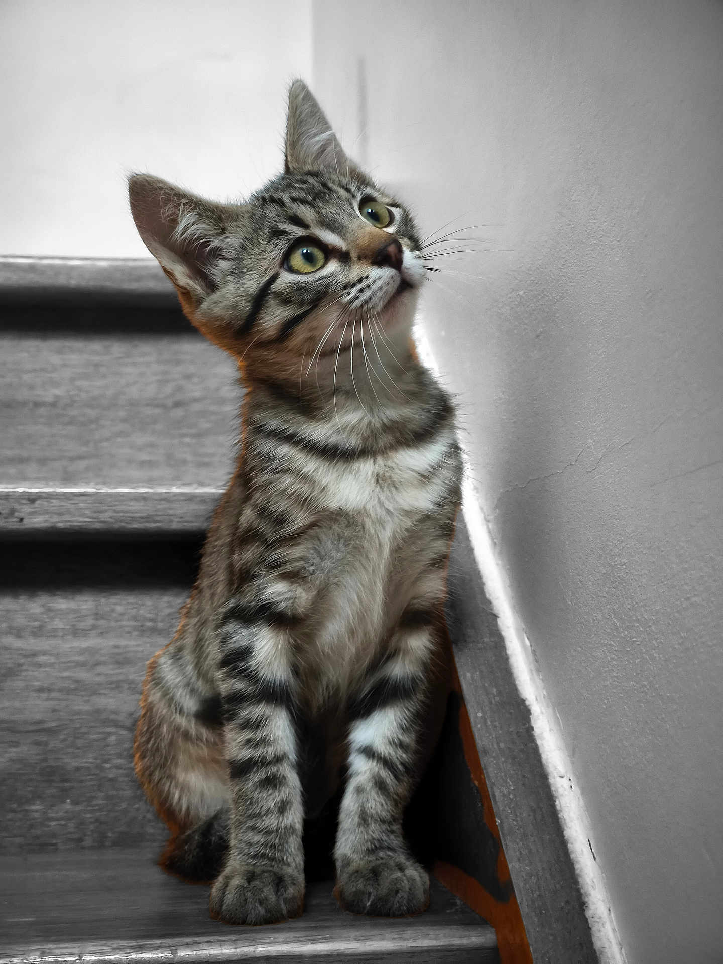 Django participe au concours pour gagner de l'argent avec cette photo : kitten, cat, tabby, stairs, wooden_stairs, pet, animal, fur, whiskers, curious, young, indoor, looking_up, sitting, closeup, cute, feline, domestic_cat, portrait, gray
