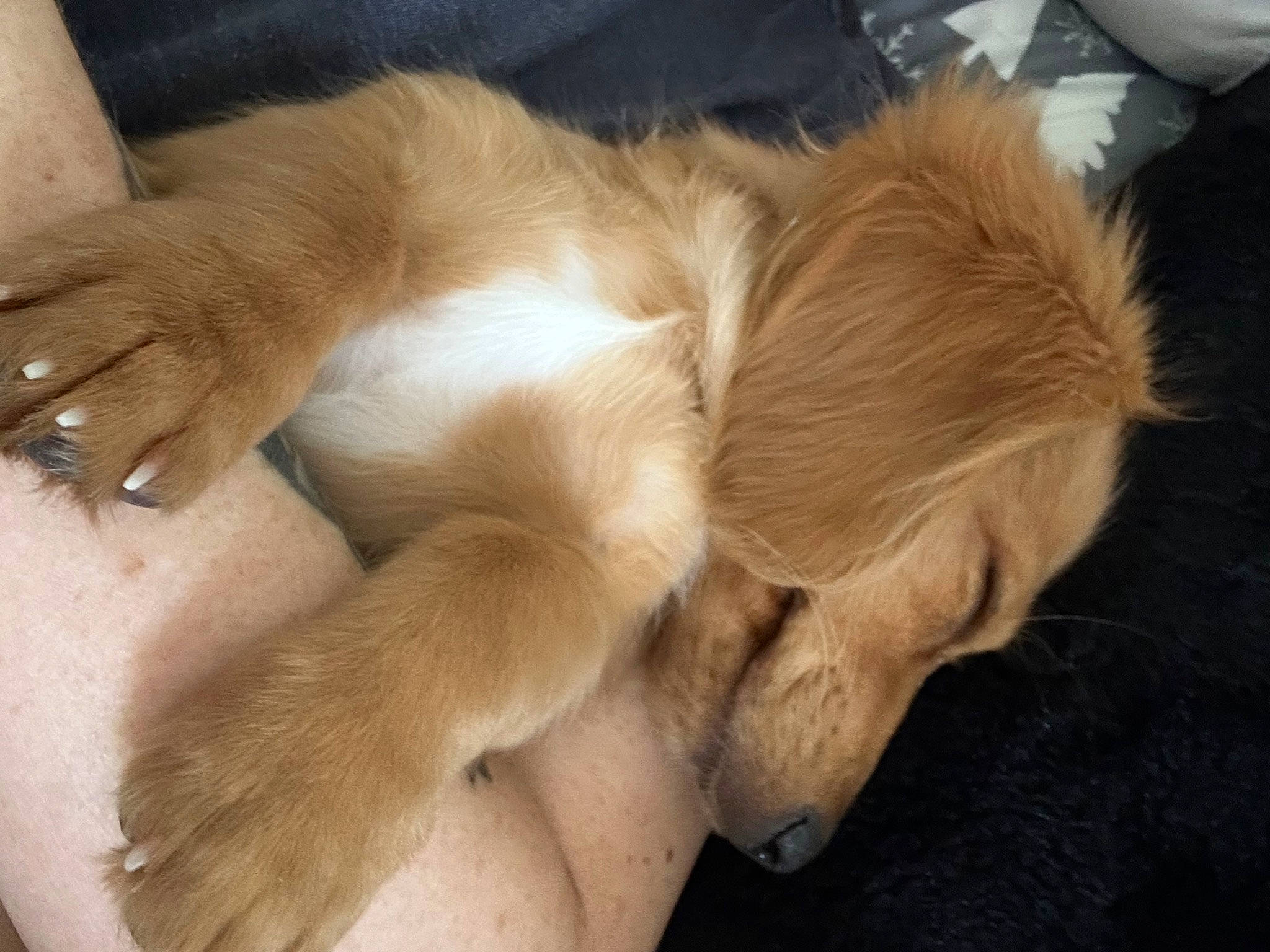 Oliver joined the competition — help win amazing prizes! canidae, carnivore, claw, comfort, companion_dog, dog, dog_breed, ear, fawn, felidae, gesture, human_leg, nail, paw, snout, sporting_group, tail, whiskers, wood, working_animal