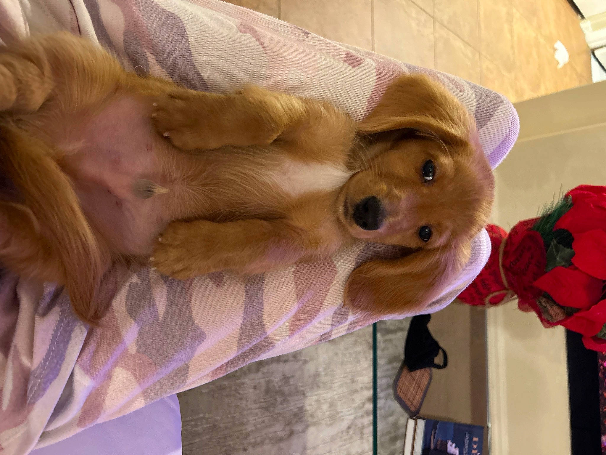 Oliver is registered to the contest to win money with this photo: canidae, carnivore, comfort, companion_dog, dog, dog_breed, dog_clothes, dog_supply, fawn, fur, hat, linens, liver, selfie, snout, sporting_group, stuffed_toy, toy, toy_dog, working_animal