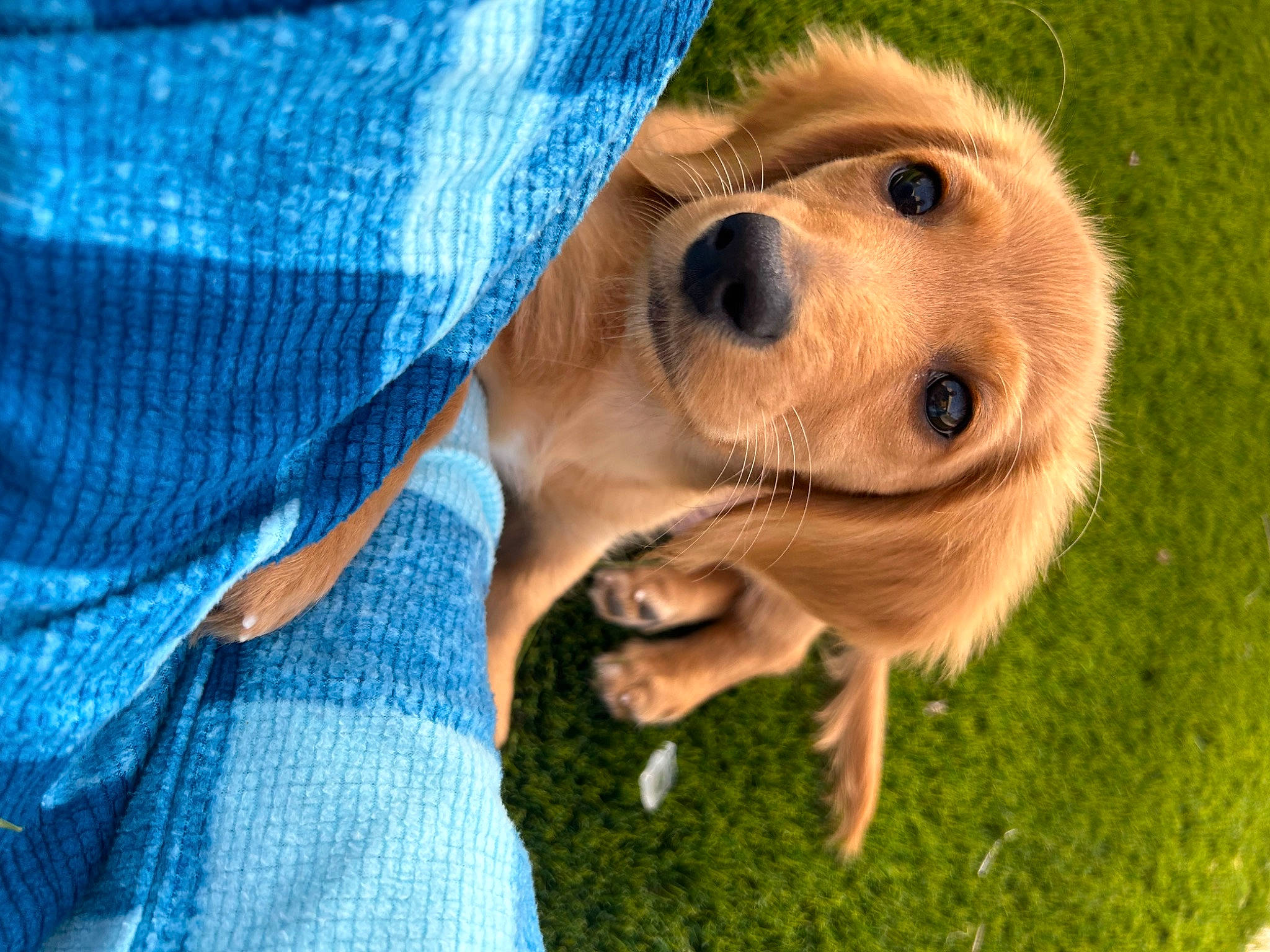 Oliver is registered to the contest to win money with this photo: canidae, carnivore, companion_dog, denim, dog, dog_breed, electric_blue, fawn, fur, grass, happy, plant, puppy, smile, snout, sporting_group, terrestrial_animal, waste_container, whiskers, working_animal